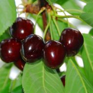 Саженец вишня Чудо-вишня в контейнере